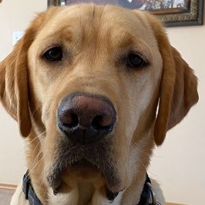 Meet your Posher, Susan